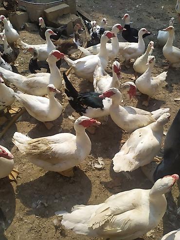 Утки: Moskovi ördəkləri (indoutka) – ağ, qara-ağ və qarışıq rənglərdə sürü — 4