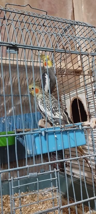 dekarativ quslar: HAZİR BALA VEREN CUTLERDİ - Növ: Nimfa (Cockatiel) cütü – biri boz/aq — 3