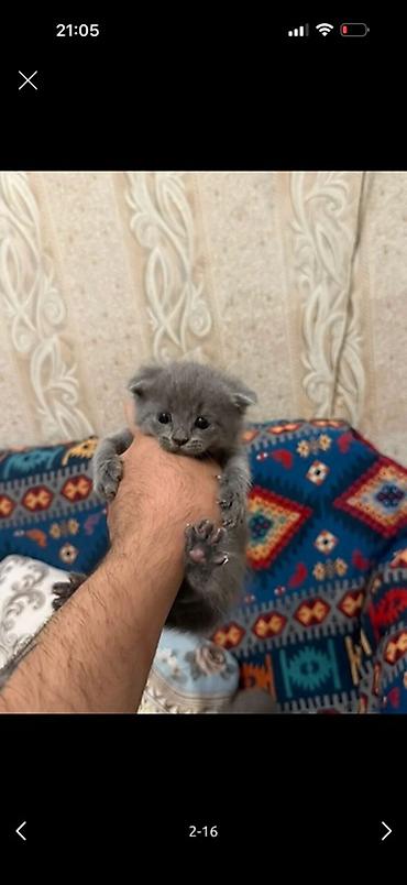 Pişiklər: Boz rəngli balaca pişik balası - Cins/Tip: Boz, qısa tüklü balaca — 1