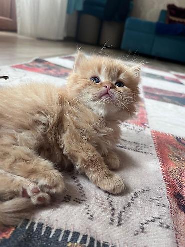 Pişiklər: Britan — 11