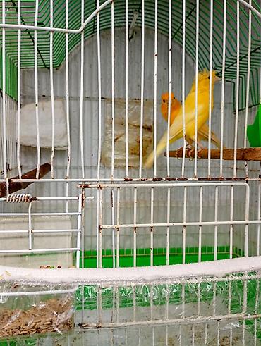 Buqiymete quşlar az az tapılır kök renginde erkek limon renginde maya