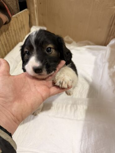 Psi: Štenci mešanci – više štenaca različitih boja i šara Opis: - Leglo — 7