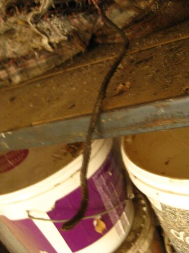 Другие строительные материалы: Продаю: Сальниковую набивку АП - 31
Шнур 6 мм и 8 мм
Цена за 1 кг — 6