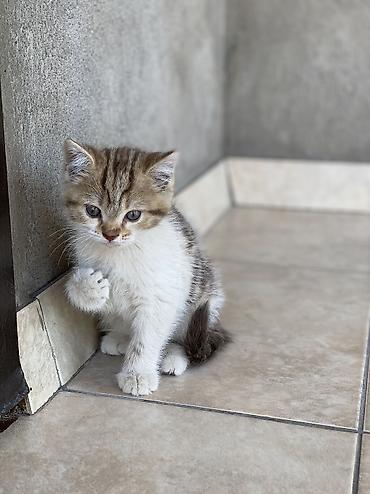 кошка британская: Шотландские вислоухие котята (Scottish Fold) Все мальчики К лотку — 1