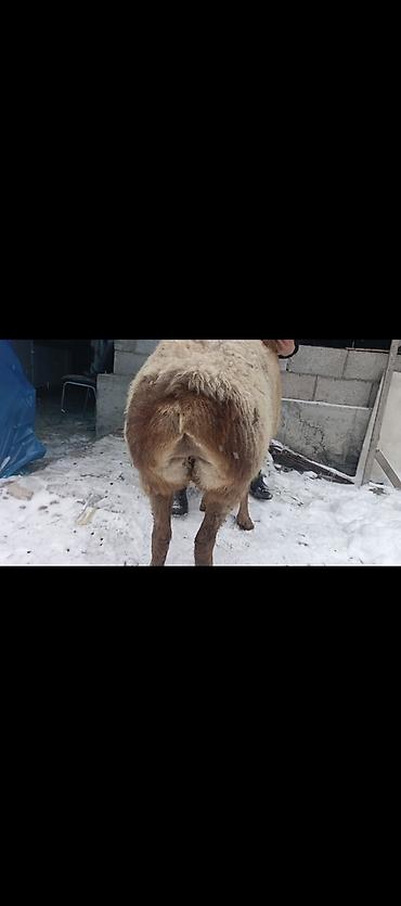 Баран, овца: Продаю | Овца (самка) | Арашан | Для разведения | Котные — 16