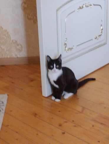 Pişiklər: Yaxşı əllərə — 1