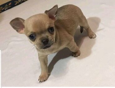 Chihuahua are now available. our lovely cuties will come fully