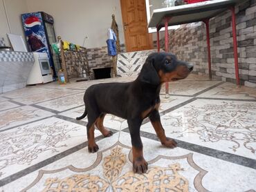 Собаки: Доберман, 1 месяц, Самец, Платная доставка