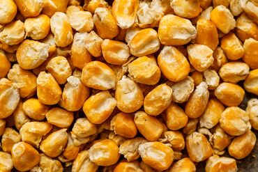 цена пшеницы в бишкеке 2022: Продаю кукурузу в рушенном виде Рушеная кукуруза — питательный и