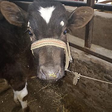 Коровы, быки: Продаю | Бык (самец) — 1