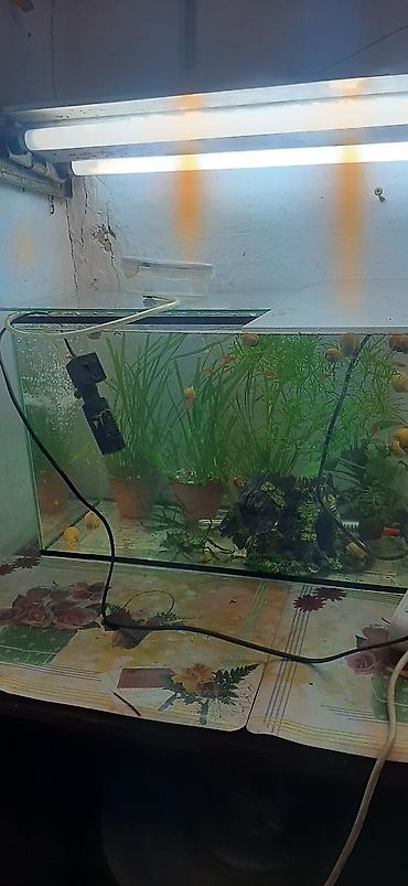 Аквариумы: Аквариумные ампулярии, растения, декорации,коряга,корм. - Стеклянный — 8