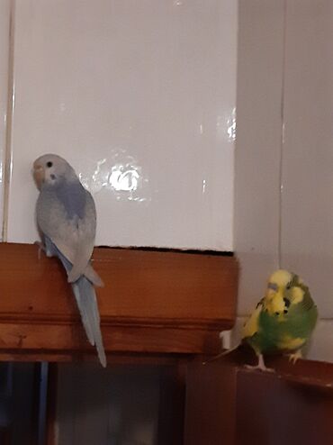 Животные: Две волнистые попугаи