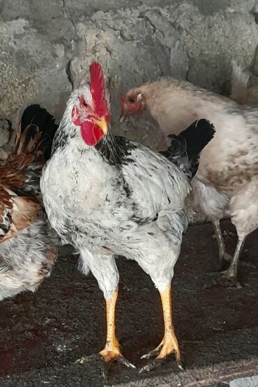 Xoruzlar: Xoruz, il: <1 — 8