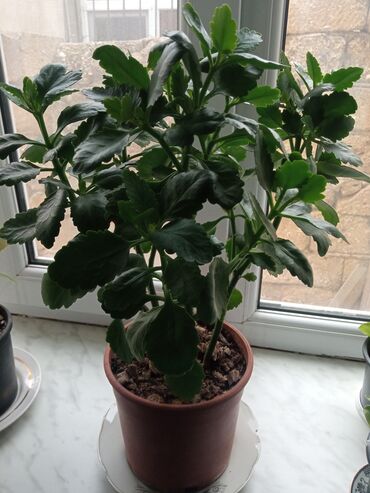 Bitki dərmanları: Qırmızı çiçek açir