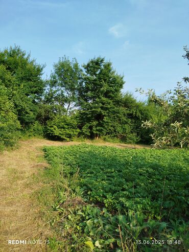 Torpaq sahələrinin satışı: 186 sot, Tikinti, Maklerlər narahat etməsin, Kupça (Çıxarış) — 11