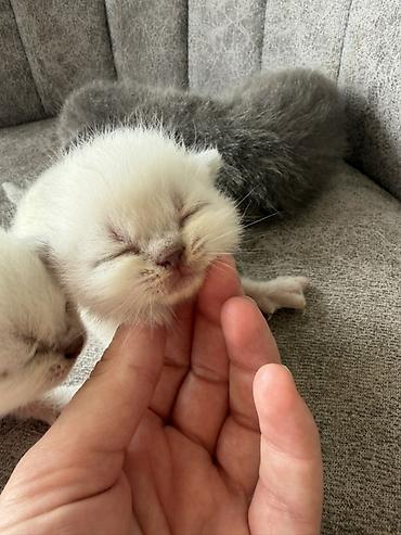 Pişiklər: Britan — 8