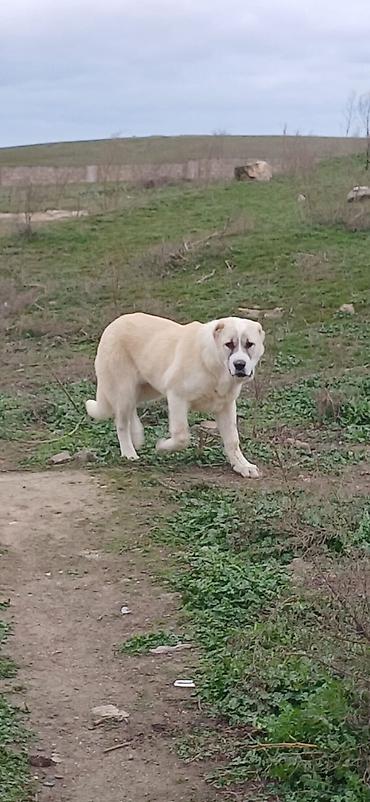 İtlər: Qurdbasar, 4 ay, Dişi — 8