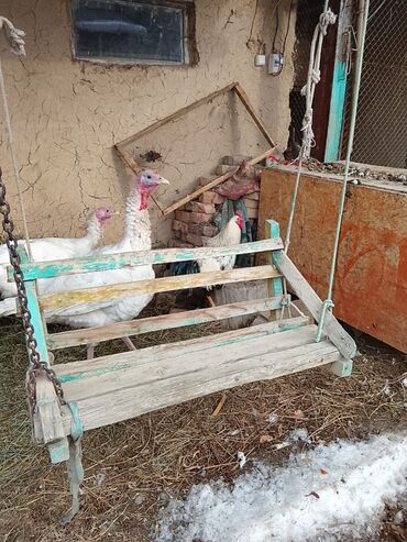 Индюки: Продаю | Индюшка (самка) | Бройлерная | Для разведения — 4