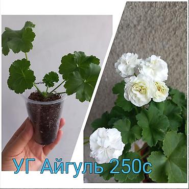 Другие садовые цветы и кустарники: Абутилон (комнатный клён) — саженцы в стаканчиках. Сорт с крупными — 11