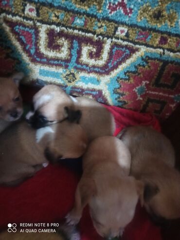 карликовые собаки: Продаю щенков чихуахуа родились 16 апреля 2024 года это мама .К