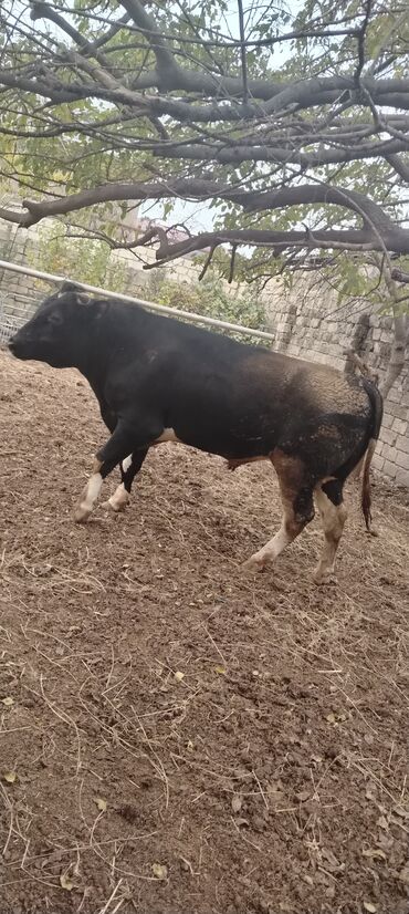 Inəklər, öküzlər: Məhsul: Qara rəngdə, qısahornlu erkək mal (öküz/buğa) Xüsusiyyətlər -da lalafo.az — 7 Inəklər, öküzlər: Məhsul: Qara rəngdə, qısahornlu erkək mal (öküz/buğa) Xüsusiyyətlər — 7