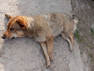 породистые собаки в бишкеке: Мал ойдайт топ ойнойт порода кандек 
Авчарка аралаш