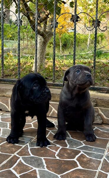 İtlər: Kane-Korso — 5