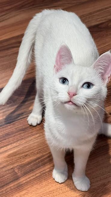 бархатные котята: 2 месяца, Мальчик — 7