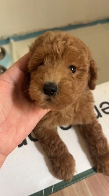 depo gold instagram: Pudel, 2 ay, Erkək, Sənədli, Ünvandan götürmə, Ödənişli çatdırılma — 1
