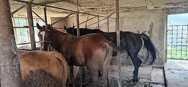 Лошади, кони: Продаю | Кобыла (самка) | Рабочий — 7