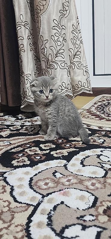 2 айга жакын маладой эркек адрес Джалал-абад Манас at lalafo.kg 2 айга жакын маладой эркек адрес Джалал-абад Манас