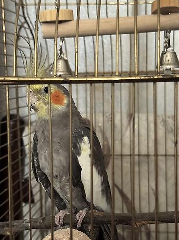 ev quslarinin satisi: Nimfa (Cockatiel) və qəfəs dəsti Tam sağlan quşdu həmişə vitaminli — 4