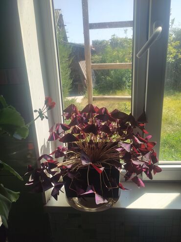продаю комнатные растения: Оксалис треугольный - Фиолетовая кеслица.💐 комнатный цветок. 450 сом с