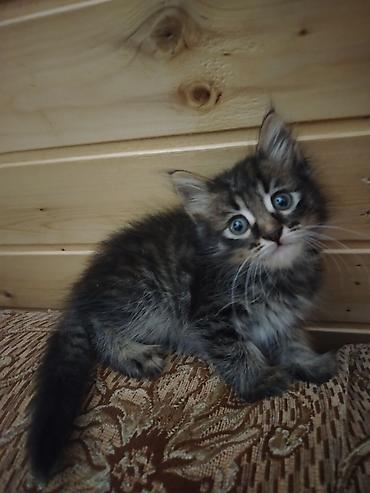 Кошки: Бесплатная доставка — 1