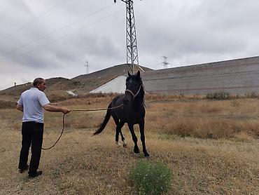 www.toyuq ve cuce yem qablari: Qara rəngli at – minik və kənd təsərrüfatı işləri üçün - Cins tipi — 1