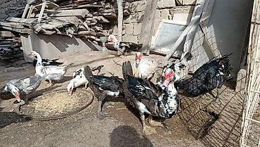 Digər quşlar: La ordekler astilir Erkekler 25 m 30m. 35m di yasina cekisine gore — 2