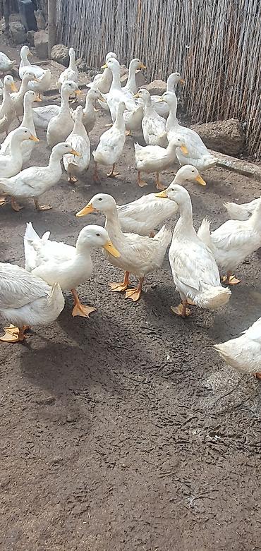 ev quslarinin satisi: Ağ rəngli ördəklər – iri sürü - Cins: yüngül tip, yumurtacı istiqamət — 1