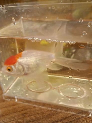 Balıqlar: Oranda, Sülhsevər — 2