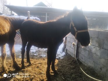 Лошади, кони: Продаю | Жеребенок | Рабочий — 17