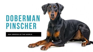 dalmatin iti: Doberman, 1 il, Dişi, Peyvəndli, Pulsuz çatdırılma, Ünvandan götürmə, Rayonlara çatdırılma