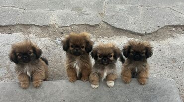 доска объявлений птицы: Pekinez (Pekingese) balaları . Təmiz cinsdir. 5 ədəd var . Həm