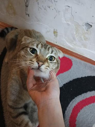 ucuz keci: Şotland, Erkək, Cütləşmə üçün, Ödənişli çatdırılma — 2