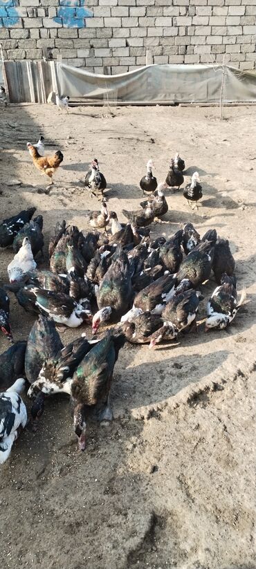 Ördəklər: Muscovy (barbar) ördəkləri – iri sürü - Rənglər: qara-yaşıl — 7