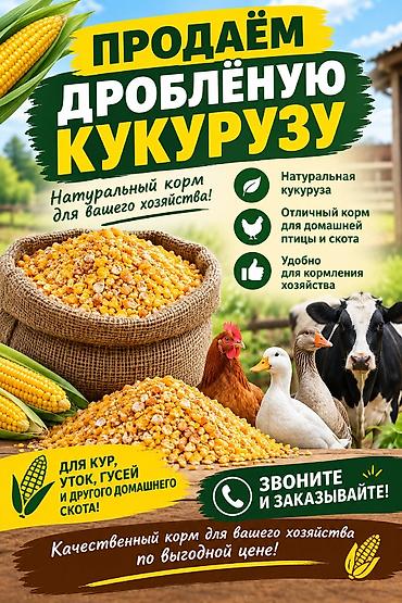 продажа бройлеров цыплят: Дроблёная кукуруза — натуральный корм для вашего хозяйства. Что это — 1