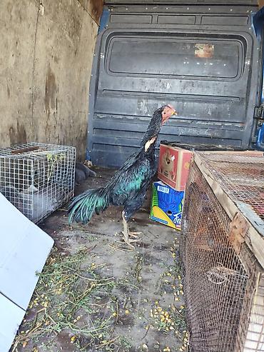 Куры, петухи: Продаю | Петух | Бойцовая, Дакан | Для боев — 6