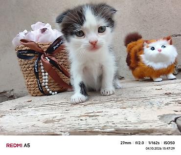 Продажа кошек: Котята — домашние любимцы - Породы: домашние короткошёрстные. Окрас — 9