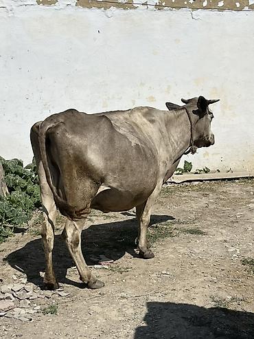 cins inek: 1aydi doğub,balası dişidi,daha etrfli melumat ucun zeng edin — 1