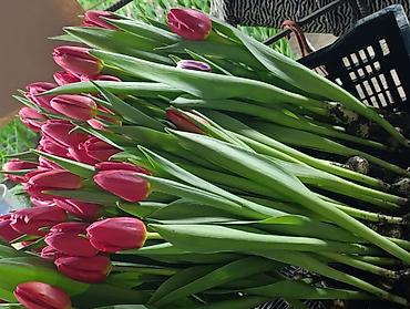 Цветы и букеты: Тюльпаны от производителя - Выгонка тюльпанов в собственных теплицах at lalafo.kg — 13 Цветы и букеты: Тюльпаны от производителя - Выгонка тюльпанов в собственных теплицах — 13