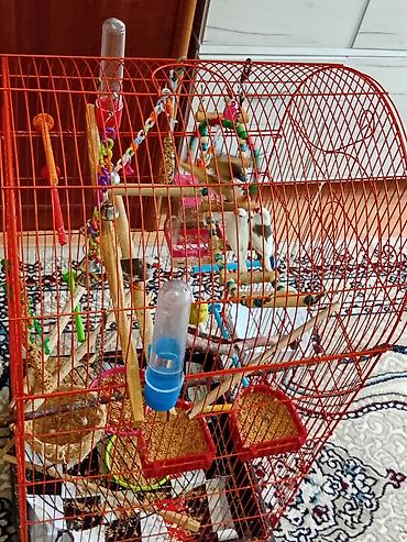 Зоотовары: Böyük ölçülü narıncı metal quş qəfəsi – aksesuarlarla dolu hazır dəst — 5