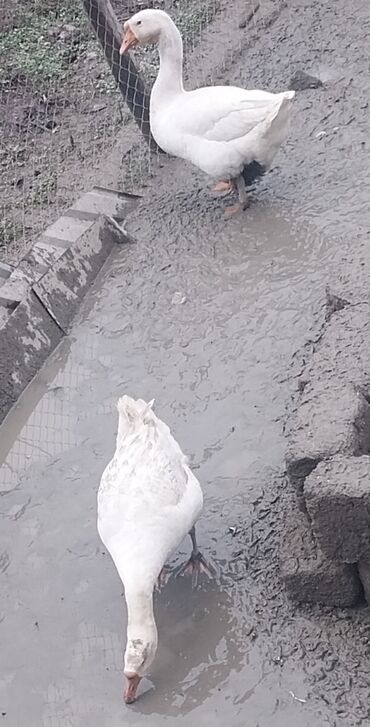 silos satışı: Erkək, Damazlıq, Ünvandan götürmə